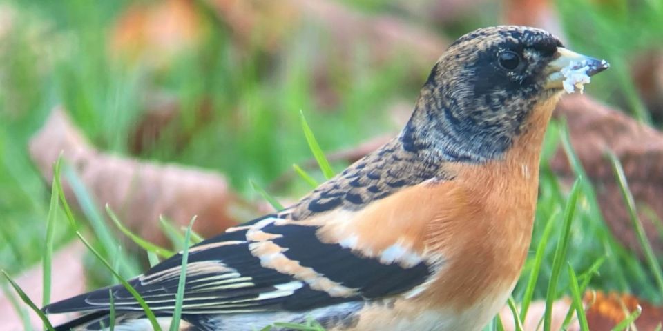 Wilder Skies - Somerset Nature Tours - Key Points